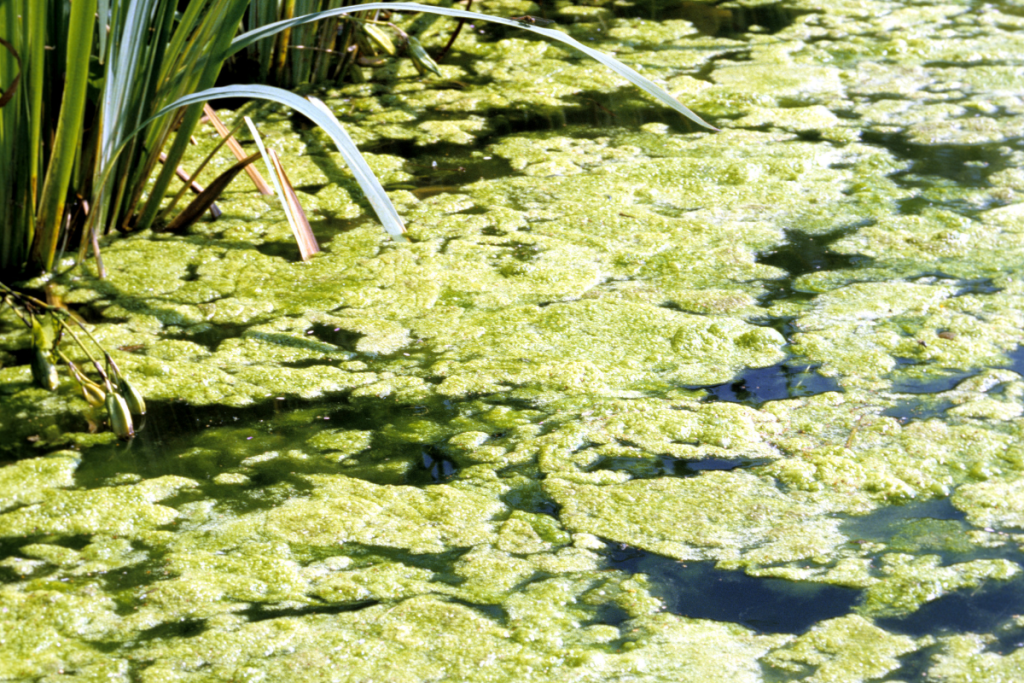 Cyanotoxins are created by algae.
