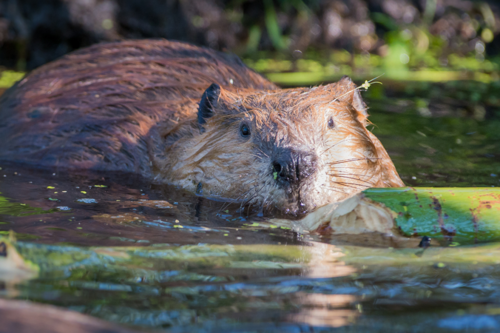 Beavers are an important Giardia vector.