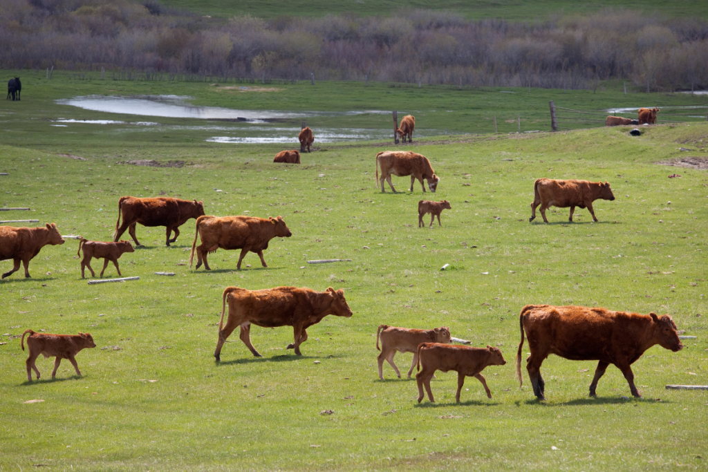 Livestock may spread Campylobacter.
